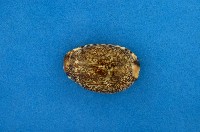 藏品(阿拉伯寶螺)的圖片